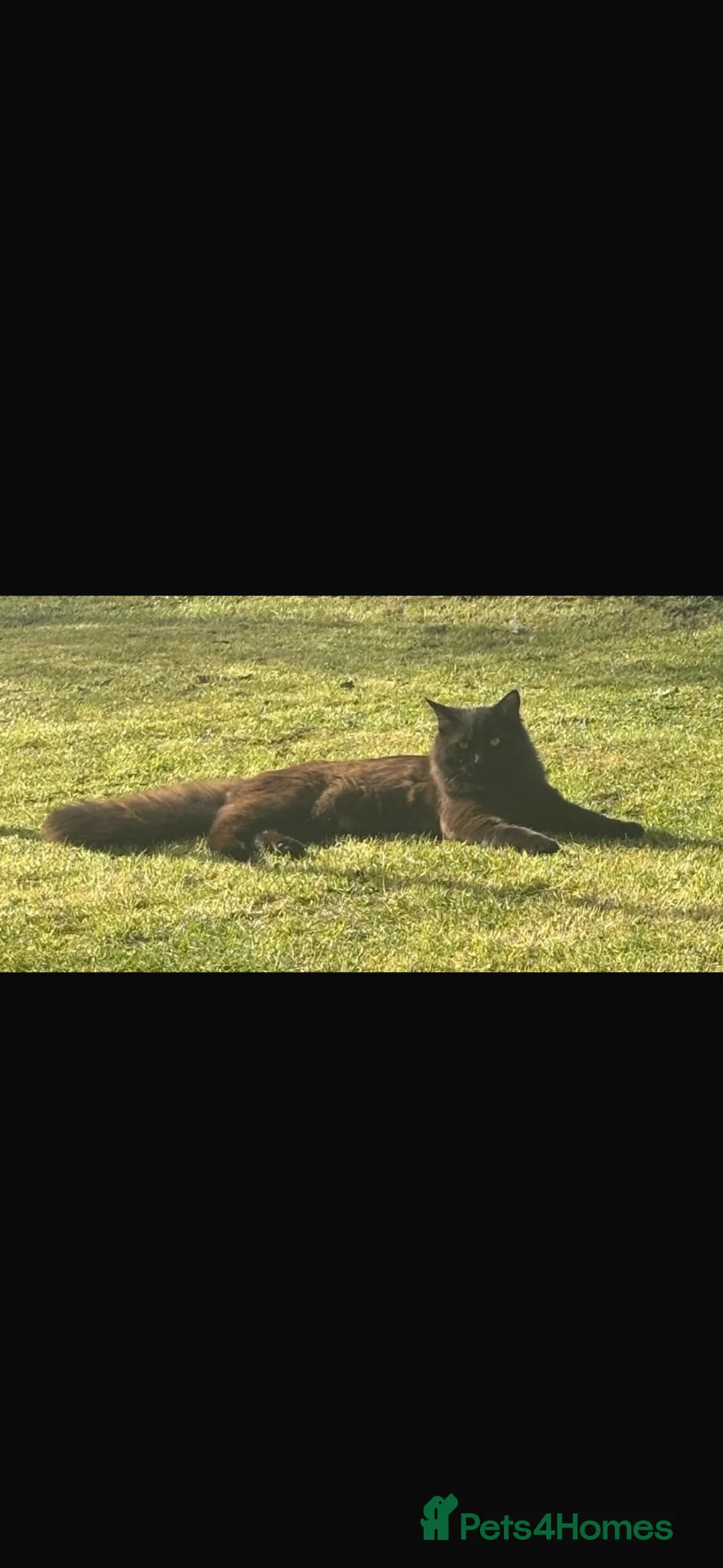 Siberian cats for sale: One pure Siberian male- 4th litter very large  - Advert 2