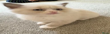 Ragdoll Kitten 3