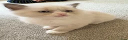 Ragdoll cats for sale: Ragdoll kittens - Advert 4