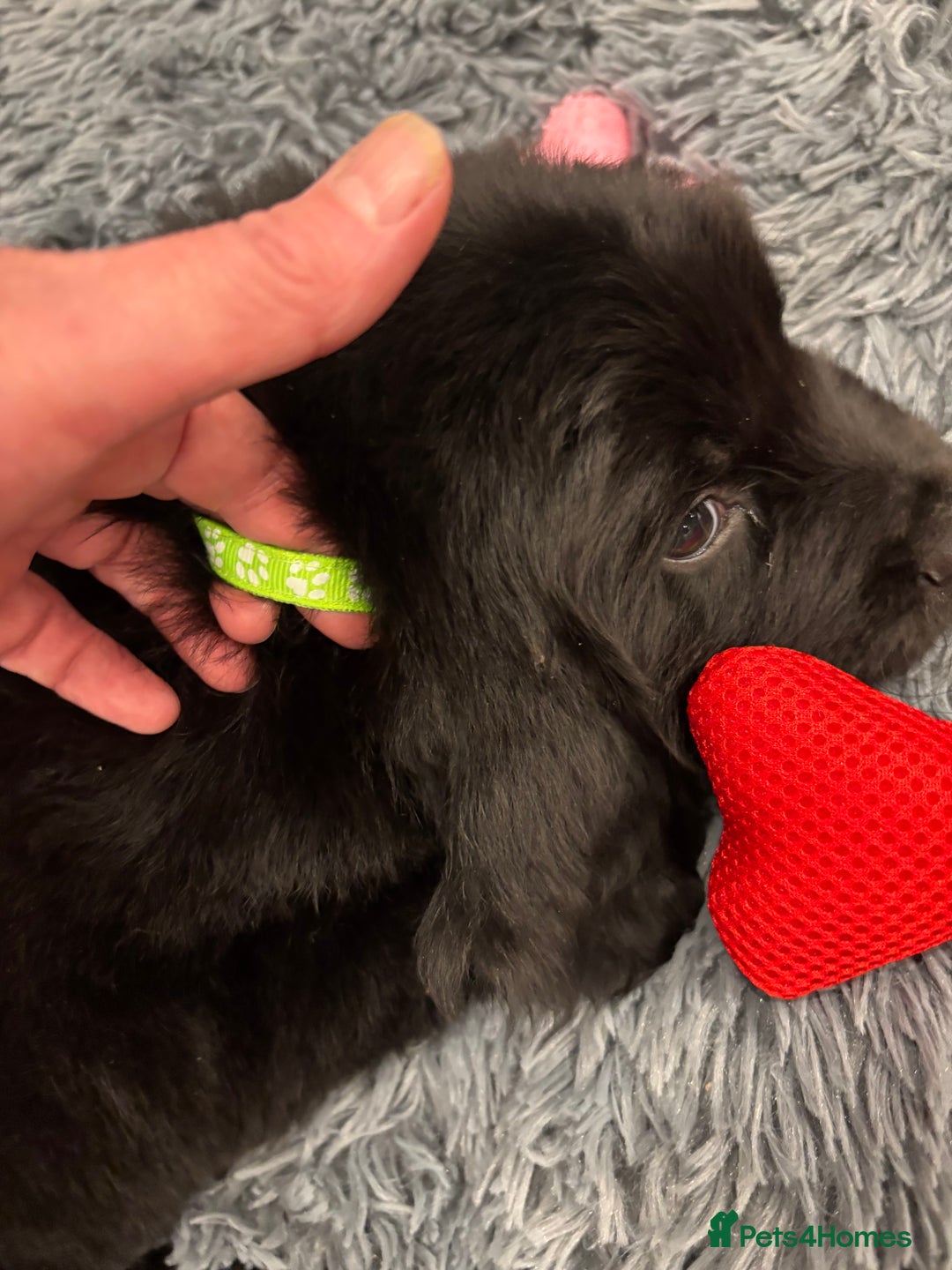 Newfoundland dogs for sale: Newfoundland puppies - Image 18