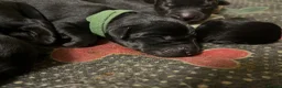 Mixed Breed dogs for sale: Rottweiler X Lab puppies  - Advert 24