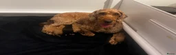 Mixed Breed dogs for sale: 9 Australian Labradoodles  - Advert 5