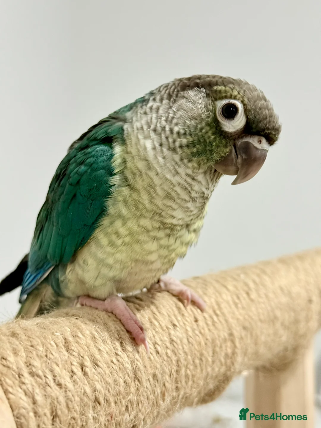 Conures birds for sale: Baby hand reared conure parrots - Advert 6