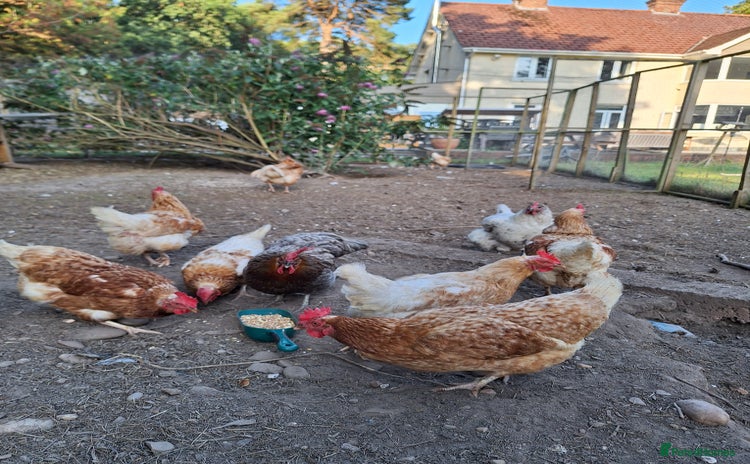 Chickens poultry - Advert 8