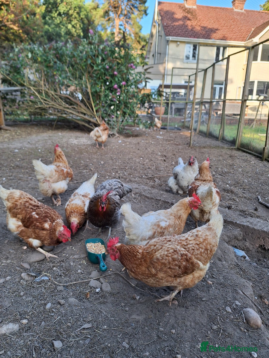 Chickens poultry for sale: Various adult hens x5 - Image 1