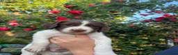 English Springer Spaniel dogs for sale: KC Reg Springer Spaniel Puppies - Horsham in Horsham - Advert 8
