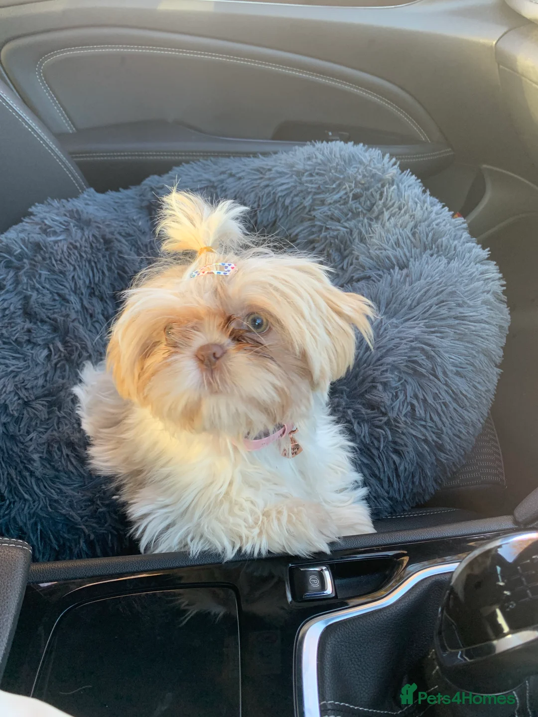 Shih Tzu dogs for stud: Lilac imperial shih tzu for stud in Clydebank - Advert 6