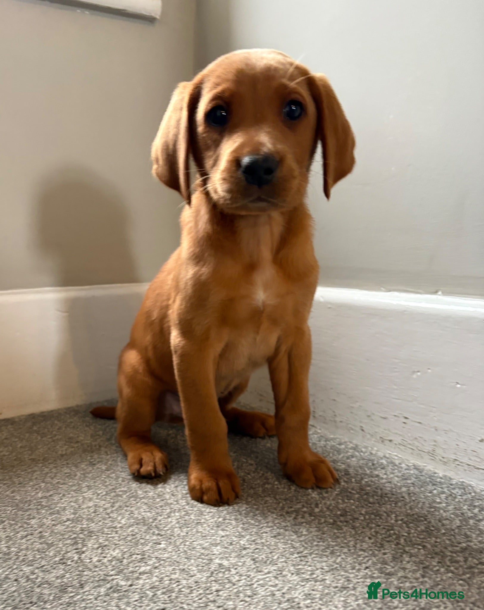 Labrador Retriever dogs  health tested Labrador puppys   - Advert 8