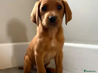 Labrador Retriever dogs health tested Labrador puppys - Advert 8