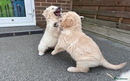 Golden Retriever dogs for sale: Gorgeous Show Type Golden Retrievers - Image 30