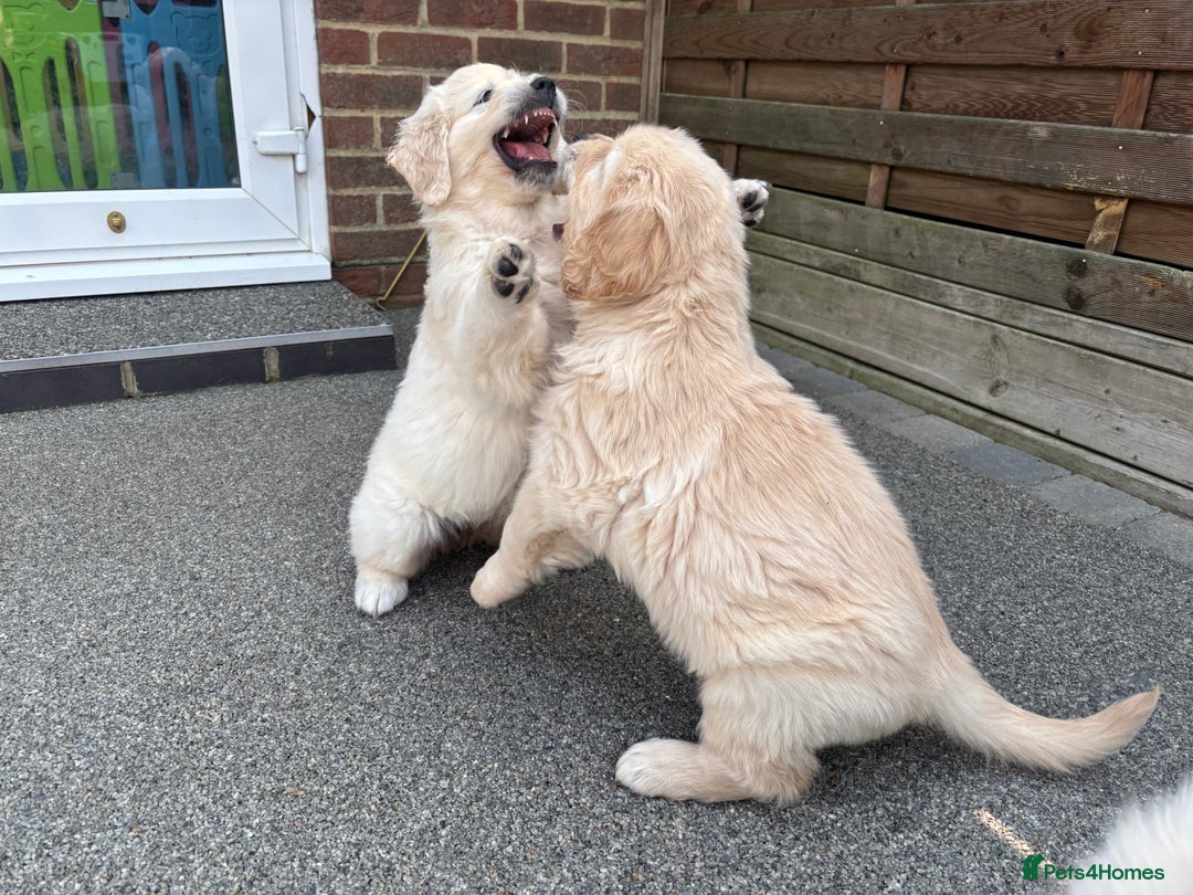 Golden Retriever dogs for sale: Gorgeous Show Type Golden Retrievers - Image 30