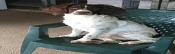 English Springer Spaniel dogs for sale: KC Reg Liver and White English Springer Spaniels - Advert 21