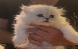 Persian cats for sale: persian chinchilla kittens  - Image 6