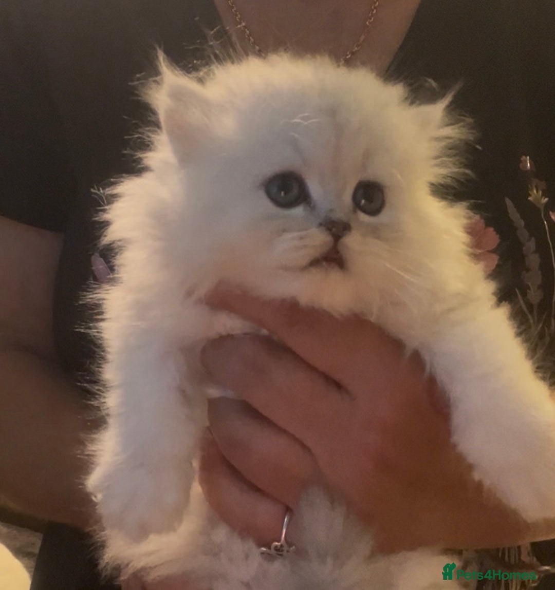 Persian cats for sale: persian chinchilla kittens  - Image 6