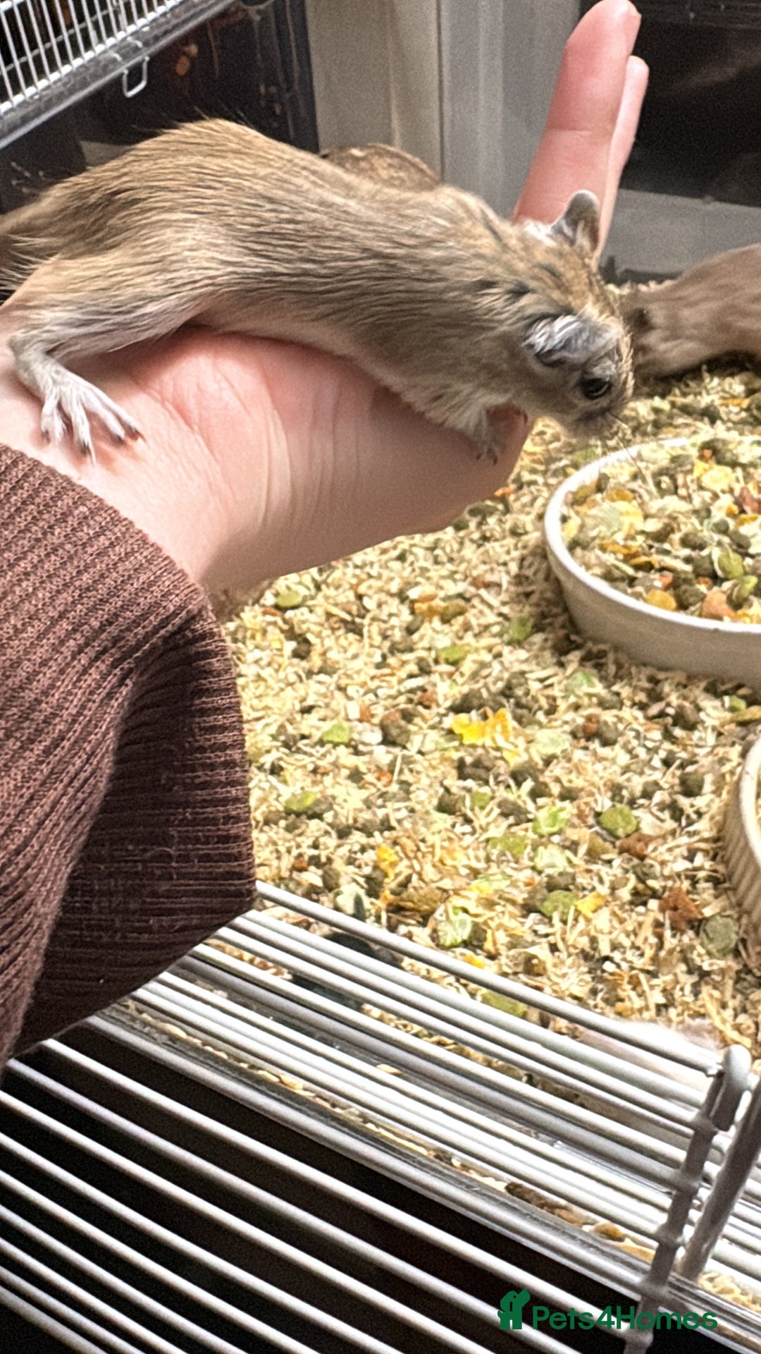 Gerbil rodents for sale: GERBILS FOR SALE - Advert 5