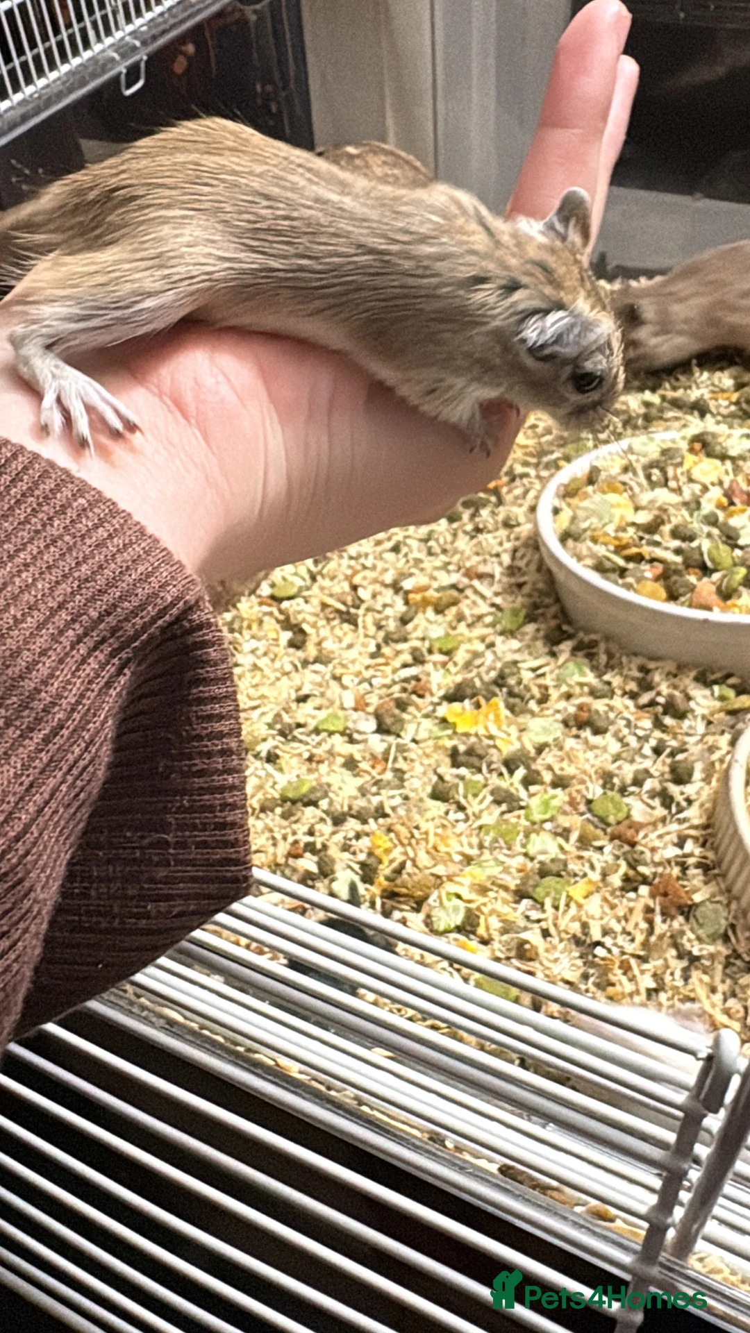 Gerbil rodents for sale: GERBILS FOR SALE - Advert 5