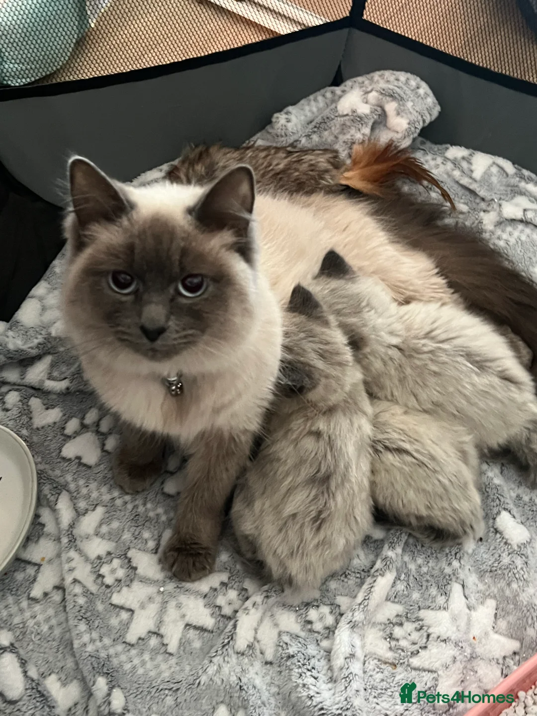 Ragdoll cats for sale: Pure Ragdoll kittens - Advert 2