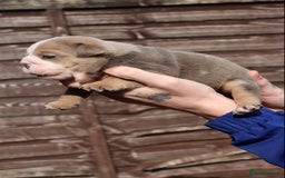 English Bulldog dogs for sale: English bulldogs - Image 9