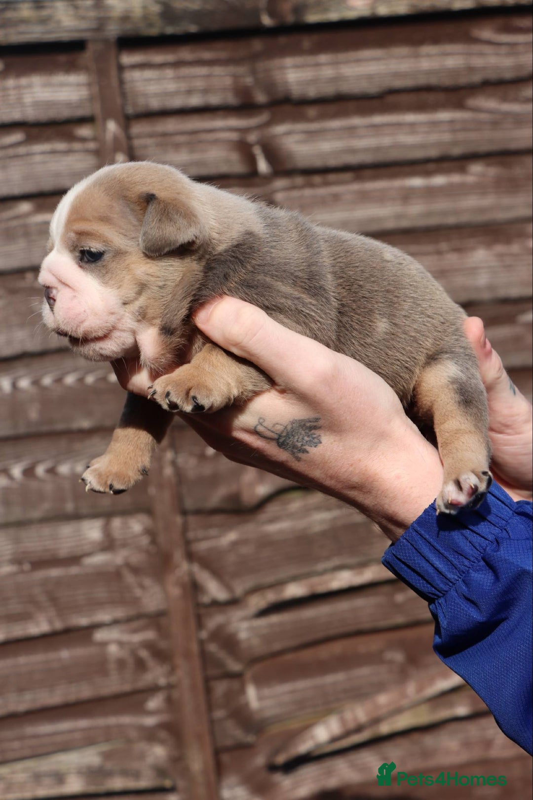 English Bulldog dogs for sale: English bulldogs - Image 9