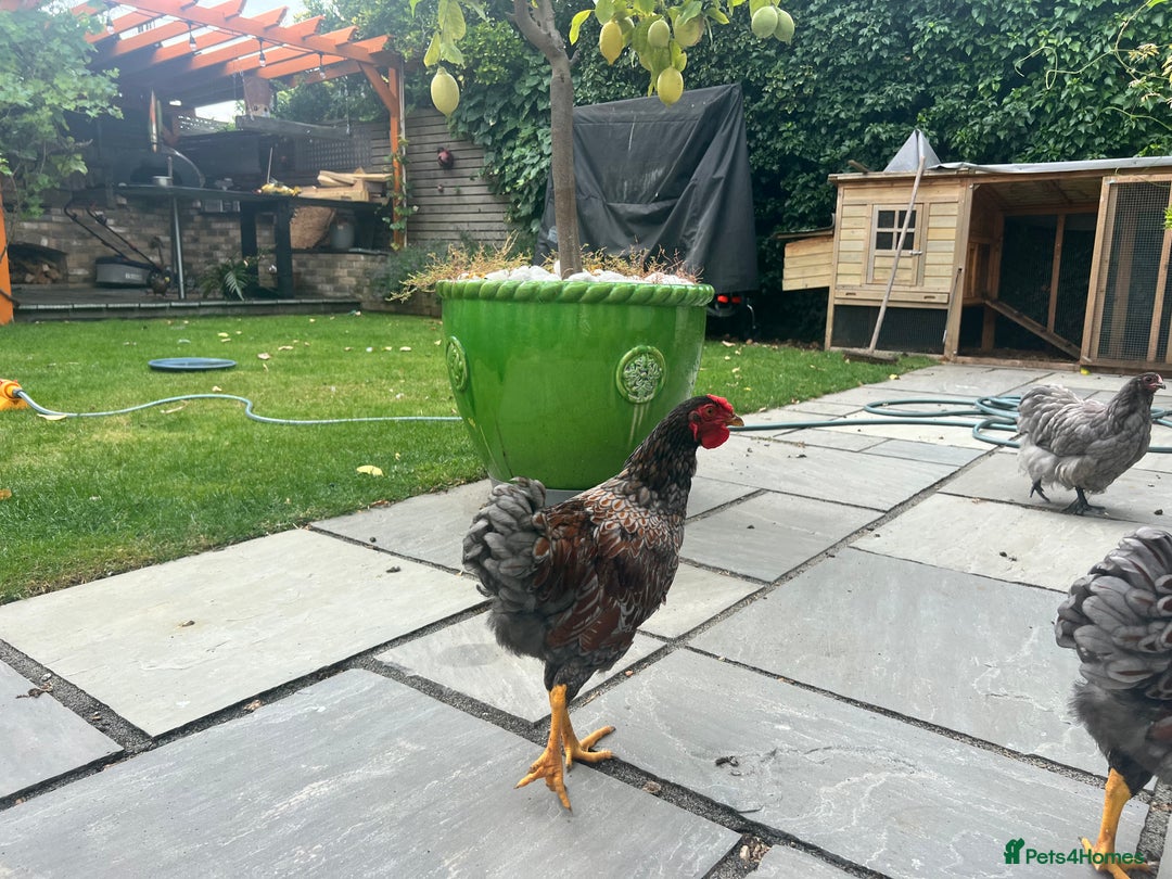 Chickens poultry for sale: Blue Laced Wyan Dotte - Image 2