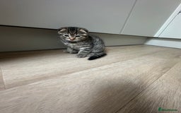 Scottish Fold cats for sale: ✨🐾 Scottish Fold Kittens for Sale🐾✨      - Image 4