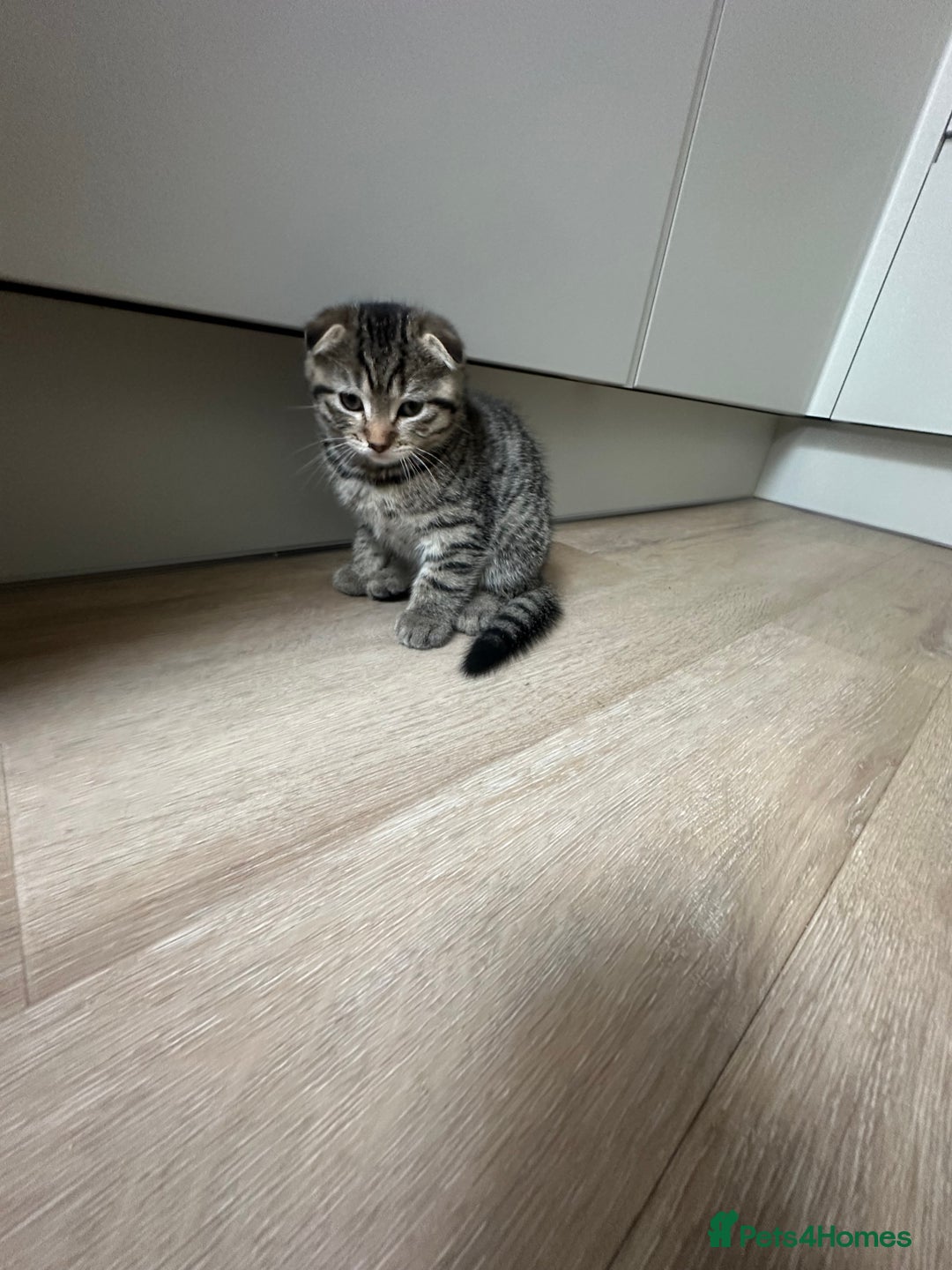 Scottish Fold cats for sale: ✨🐾 Scottish Fold Kittens for Sale🐾✨      - Image 4