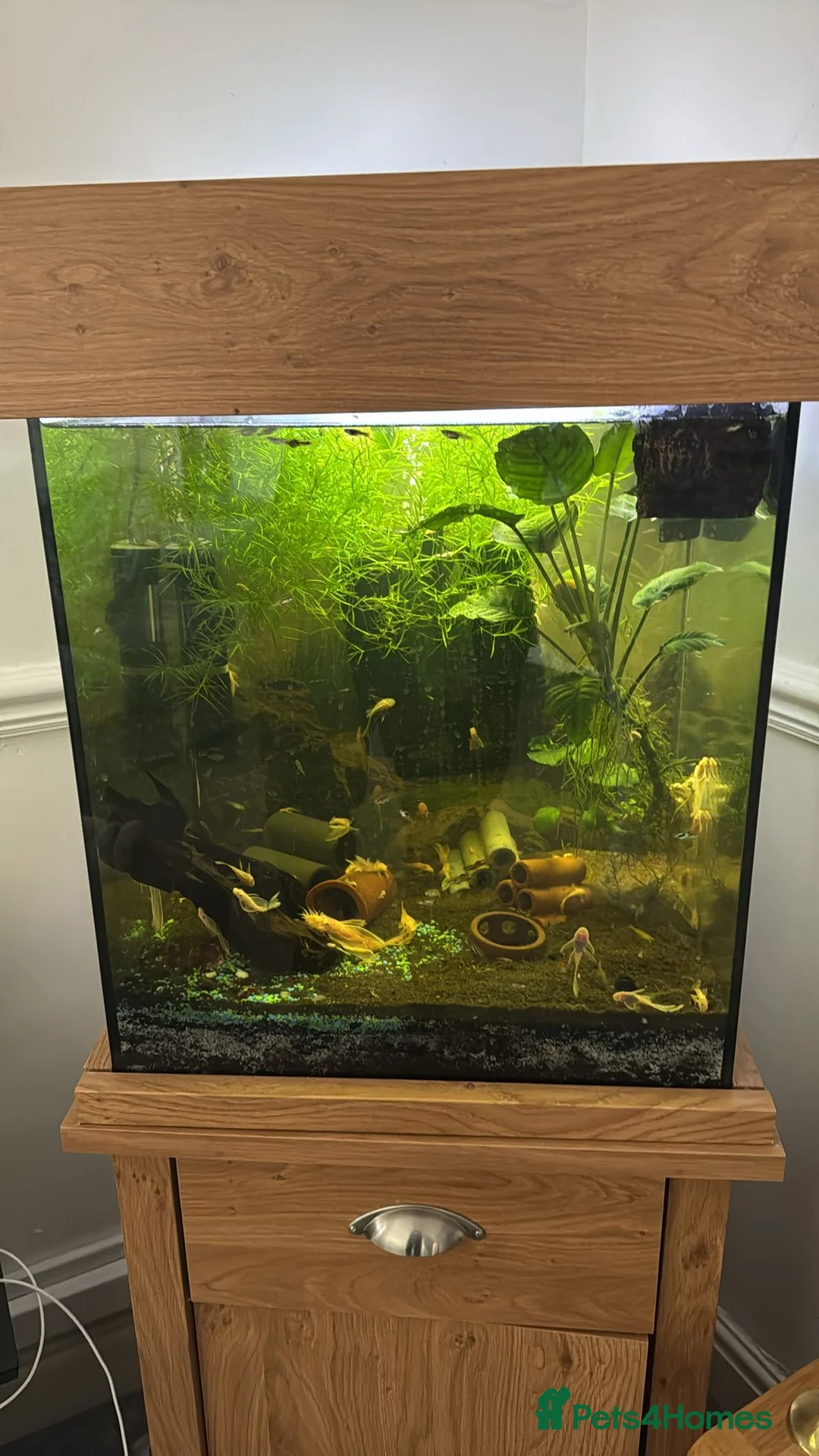 Plecos fish for sale: Long fin, blue eyed, lemon, bristle nose  in Rotherham - Advert 2