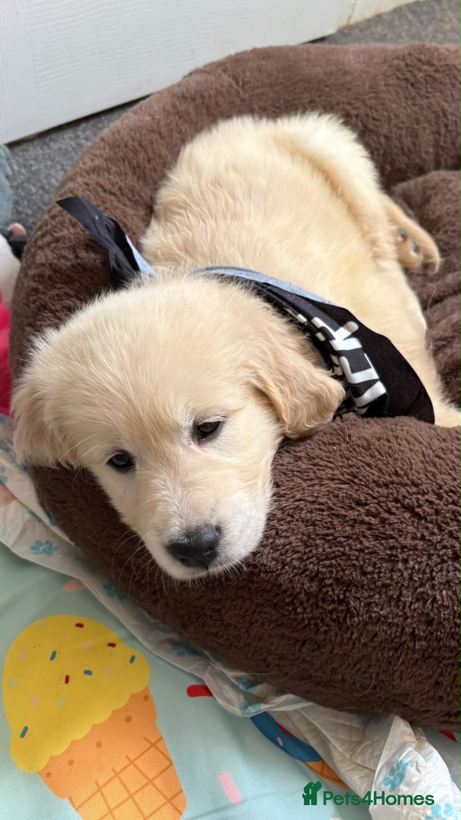 Golden Retriever dogs GREEN BOYS READY NOW £1200  - Advert 2