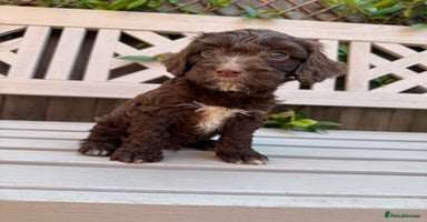Cockapoo dogs - Advert 15