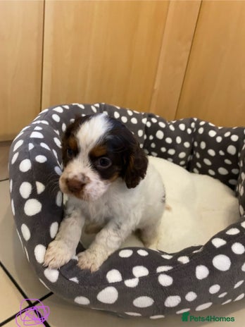 Cocker Spaniel dogs - Advert 14