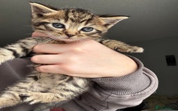 Mixed Breed cats for sale: Beautiful cross mixed breed bengal/tabby kittens  - Image 1