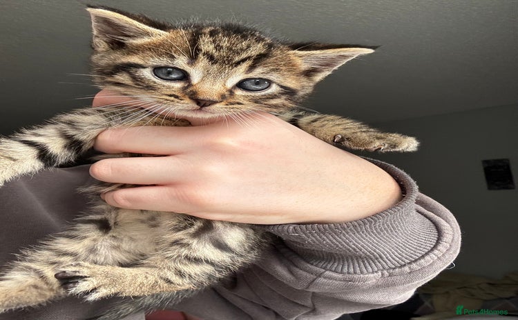 Mixed Breed cats - Advert 1