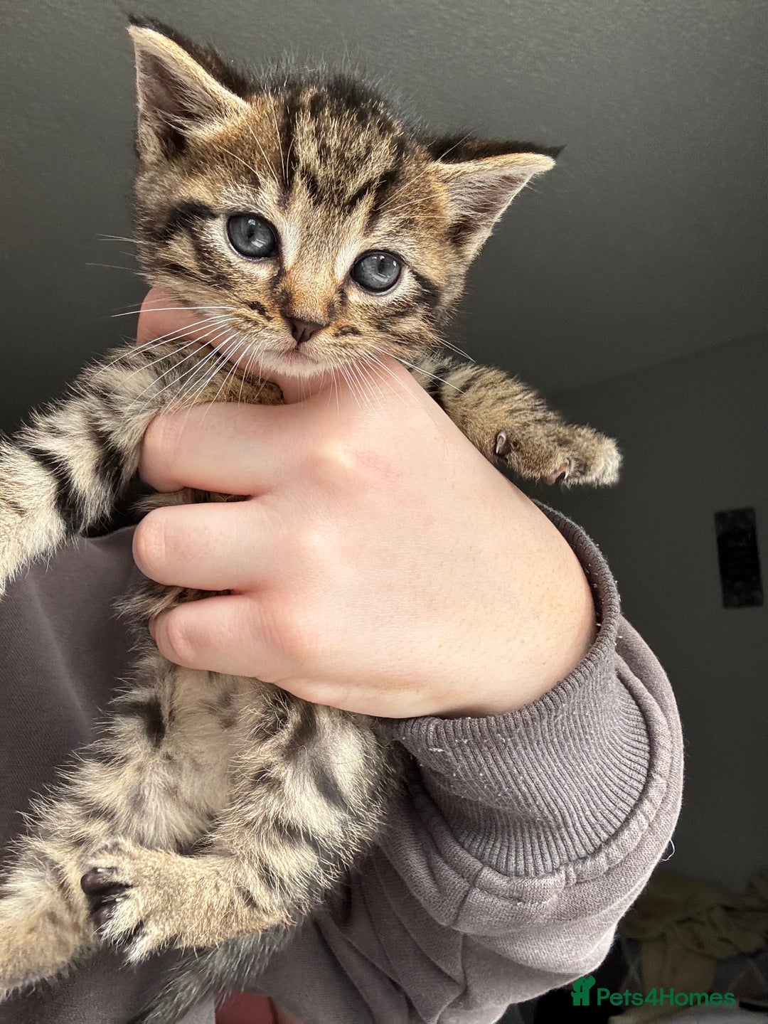 Mixed Breed cats for sale: Beautiful cross mixed breed bengal/tabby kittens  - Image 1