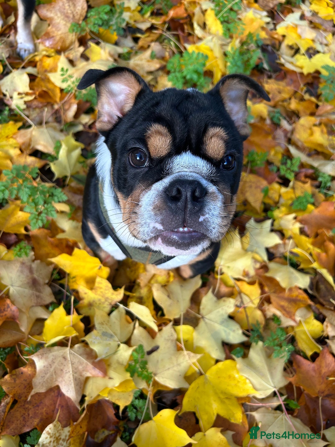 English Bulldog dogs for stud: Stud English Bulldog - Image 16