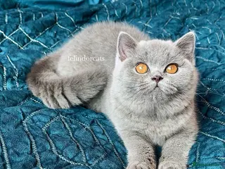 British Shorthair cats ✨Gorgeous British shorthair blue girl✨ - Advert 14