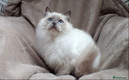 Ragdoll cats for sale: GCCF REG PET KITTENS CHAMPION IMPORT BLOODLINES - Image 9