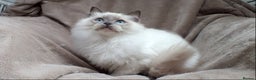 Ragdoll cats for sale: 2 RAGDOLL KITTENS TO GO TOGETHER CHAMPION IMP BL - Advert 10