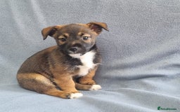 Jack Russell dogs for sale: Ready now 2 male Jack Russell's  - Image 3