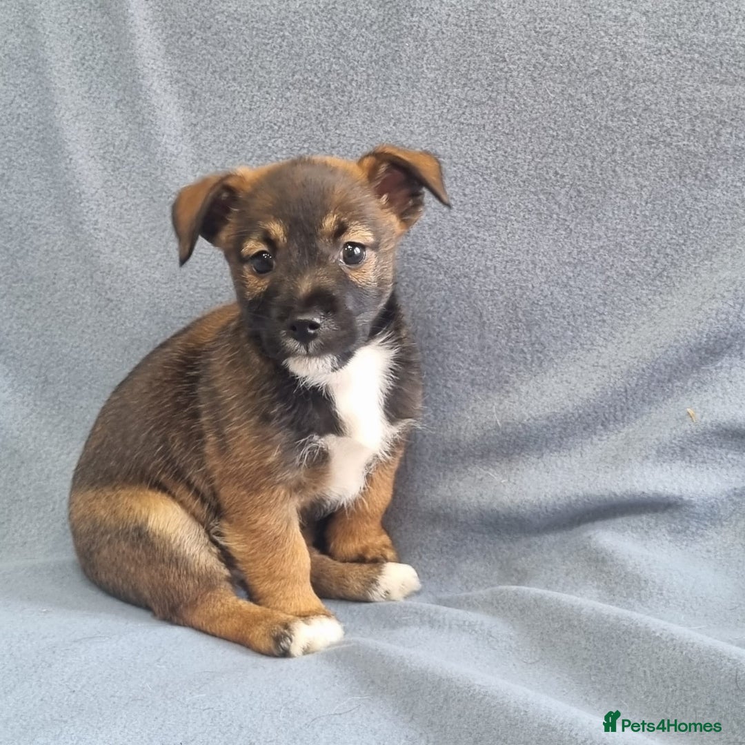 Jack Russell dogs for sale: Ready now 2 male Jack Russell's  - Image 3