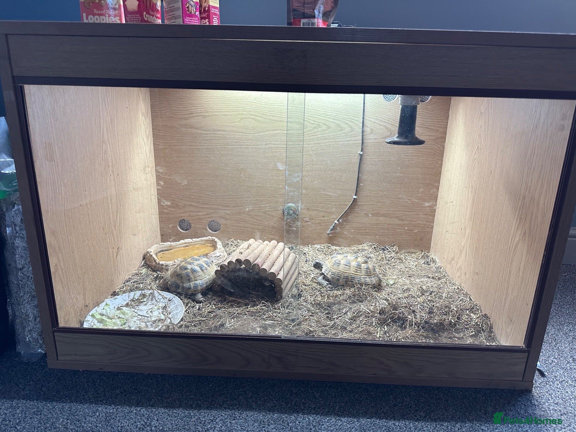 Hermann Tortoise reptiles Two hermanna tortoises with set up  - Advert 1