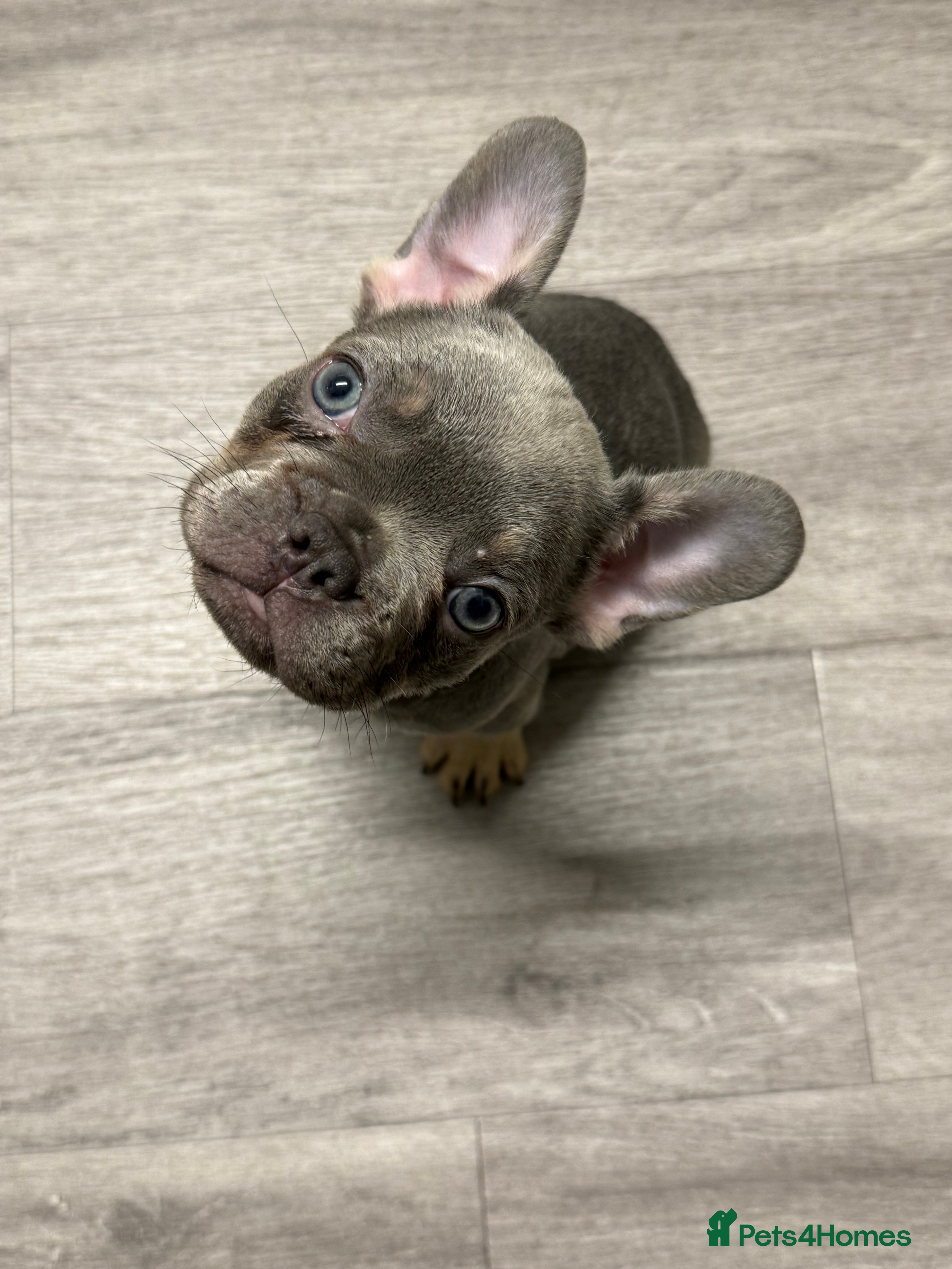 French Bulldog dogs 8 Week old pup for sale  - Advert 4