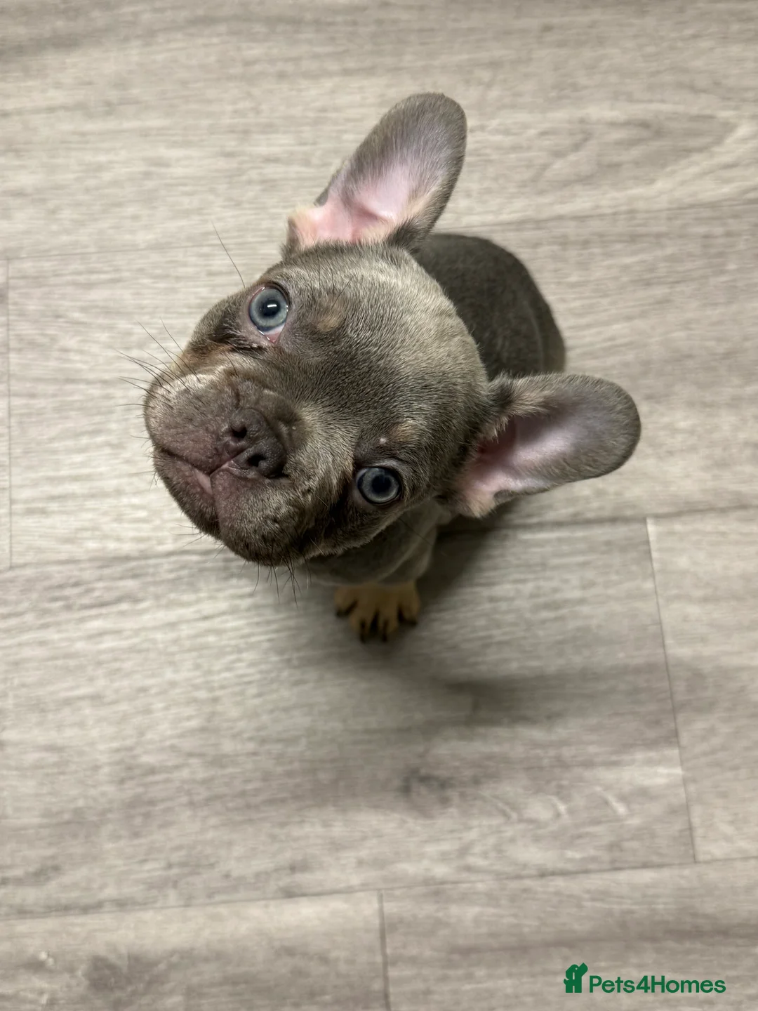 French Bulldog dogs for sale: 8 Week old pup for sale  - Advert 1