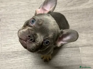 French Bulldog dogs 8 Week old pup for sale - Advert 1