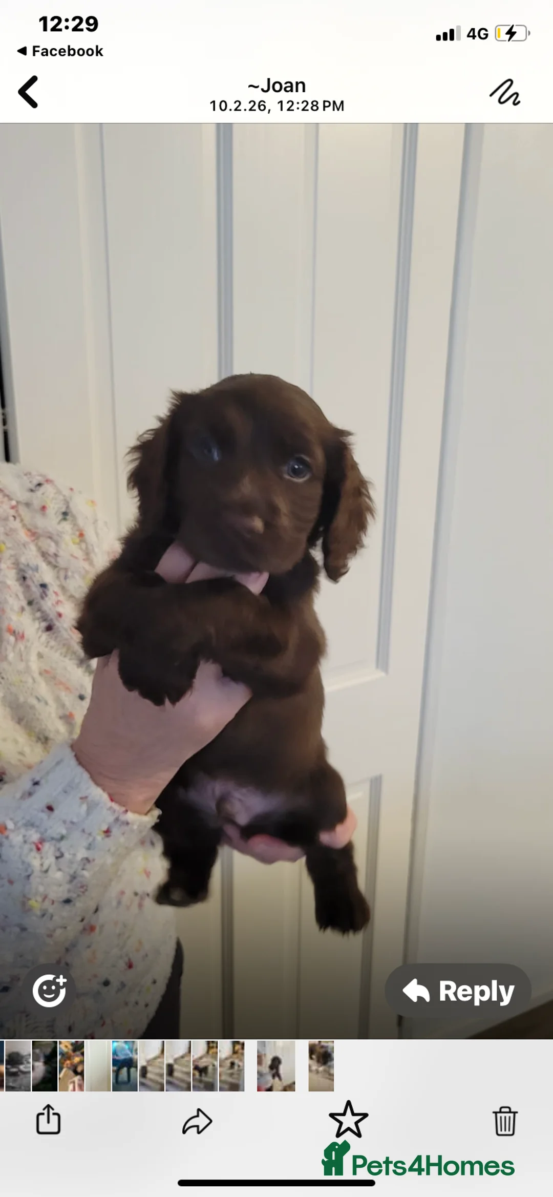 Cocker Spaniel dogs for sale: Cocker spaniel  - Advert 4