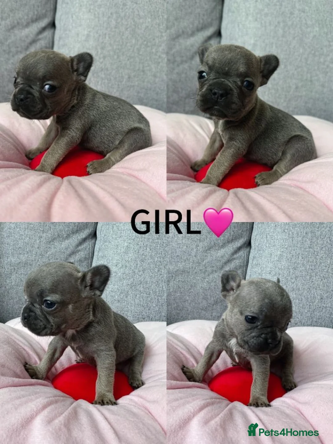 French Bulldog dogs for sale: Adorable Pups french Bull dog Ready for Homes in Surbiton - Advert 10