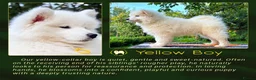 Samoyed dogs for sale: KC Registered Samoyed Puppies from a champion sire in Turriff - Advert 7