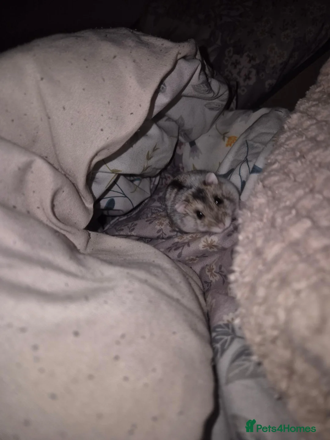 Hamster rodents for sale: Dawf hamster  in Ambleside - Advert 3