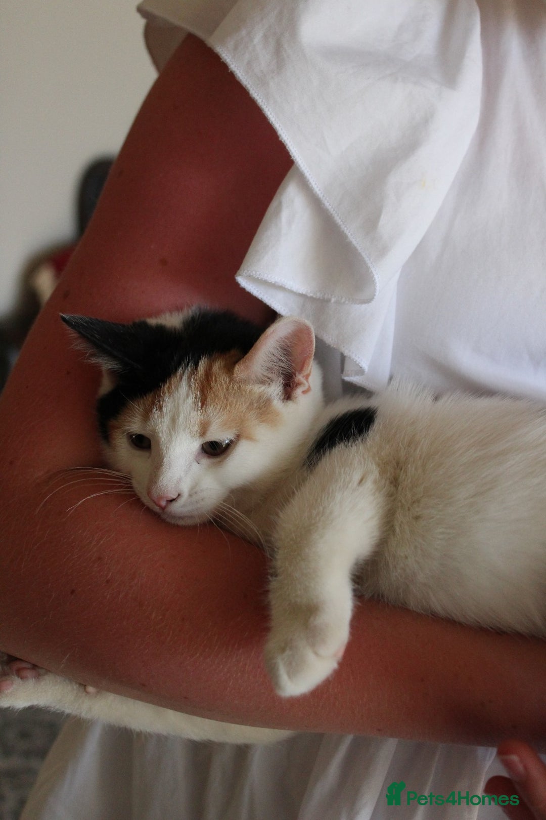 British Shorthair cats for sale: 2 Bundles of Joy!! Ready now!! - Image 11