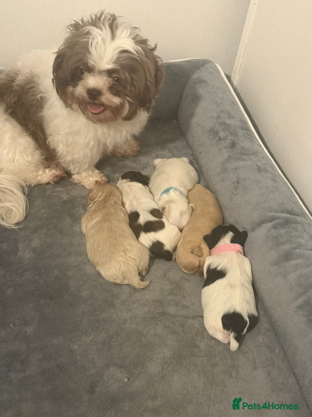 Shihpoo dogs for sale: 3x Shihpoo Male Puppies for sale - Advert 2