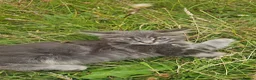 Maine Coon cats for sale: 4 lynx mainecoon kittens ready for forever homes - Advert 5